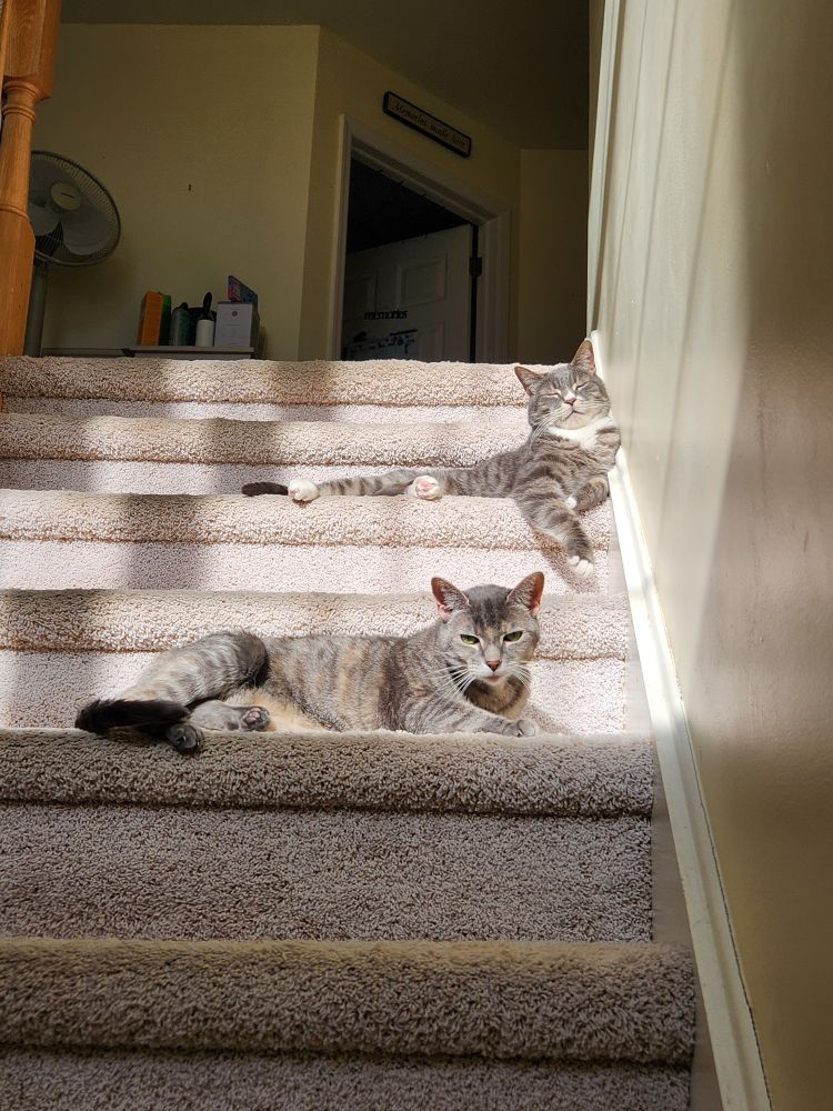 Two gray tabby cats, Tonks and Babbie, sunbathe on the staircase, a couple steps apart. This is very charming because Babbie doesn't usually seem to like Tonks very much and so she does not often get this close to him if she can help it.