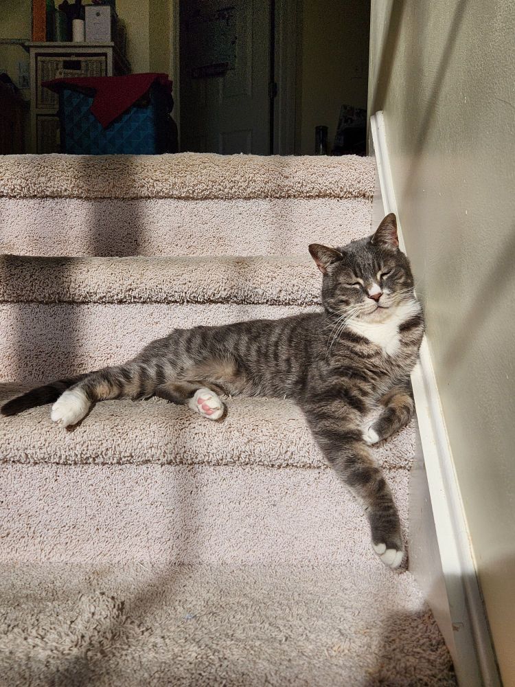 Tonks, a gray tabby cat, lounges flamboyantly on the stairs, soaking in the sun with his eyes closed. One paw is stretched out, extending toward the step below him. It almost looks like he's dreaming of being that guy in the Godfather movies that has a cat to pet while he does whatever the hell a mob boss does. I haven't seen The Godfather in a long time.