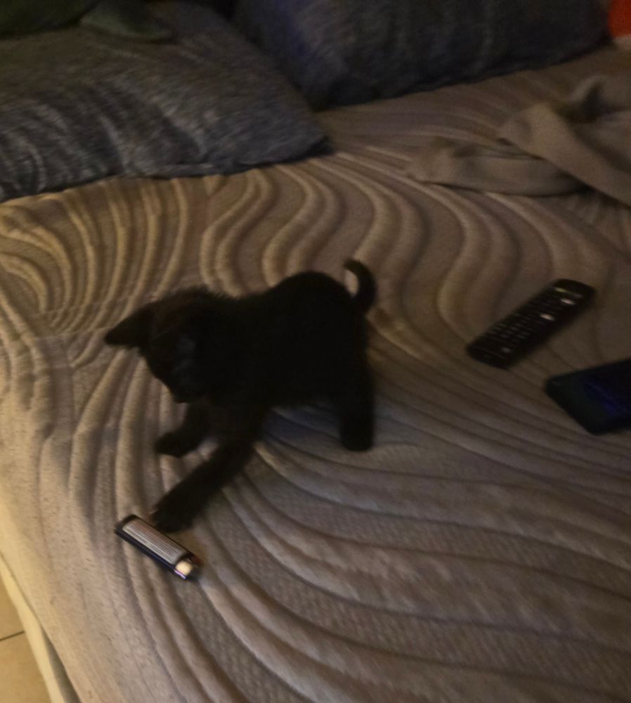 Kitten playing with lighter. 