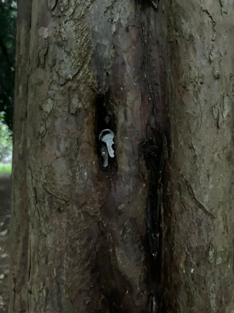 Some small silver window keys in the crevice of a tree trunk. 