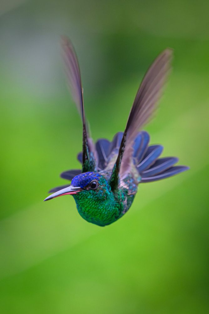 An Indigo-capped hummingbird hovers in front of the camera, its wings slightly blurred and held high and near vertical. 