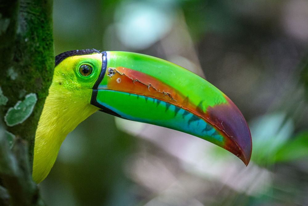 A keel-billed Toucan peers through the trees with its bright eye sunlit, and its long riotous coloured beak showing off a jagged scar.