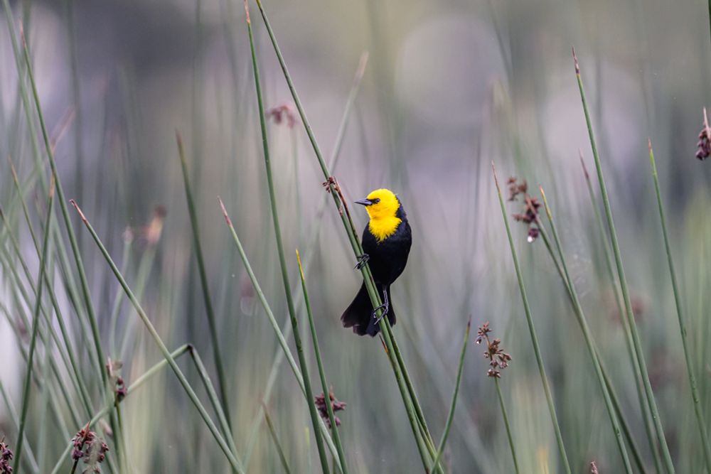 A male Yellow-headed Blackbird clings to a green sedge stalk, its vibrant yellow head in profile. 