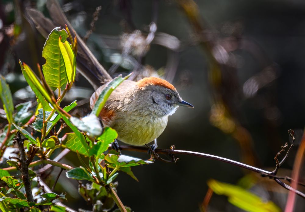 A Siver-throated Spintail peaks out from the green brush, it’s long tail a little hidden, but the sun lighting up its rusty cap and silver throat. 