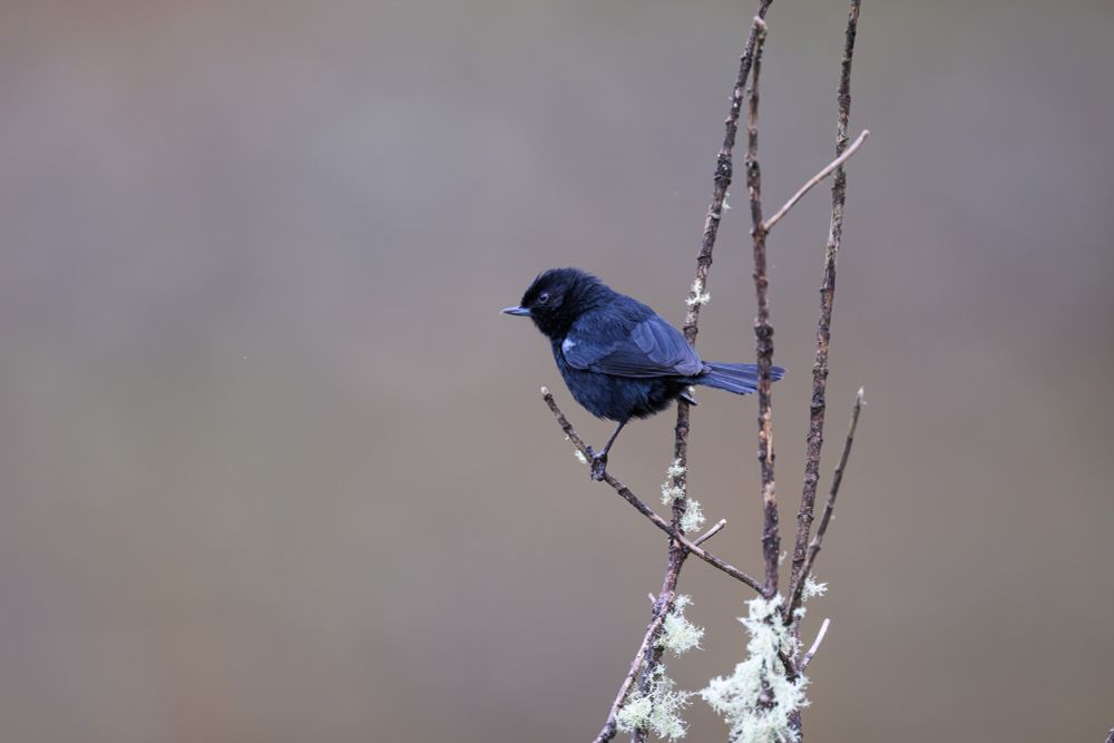 a small black bird with a white wing patch - a Black Flowerpiercer - stands in profile amongst lichen covered twigs.