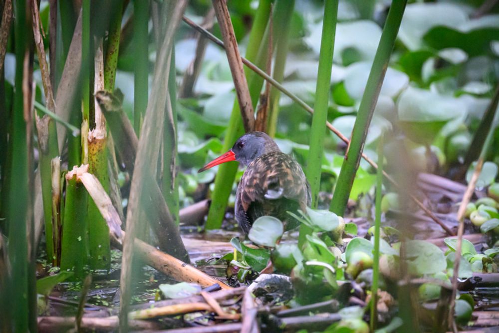 A secretive Bogota Rail, with its bright orange beak, skulks around wetland greenery. 
