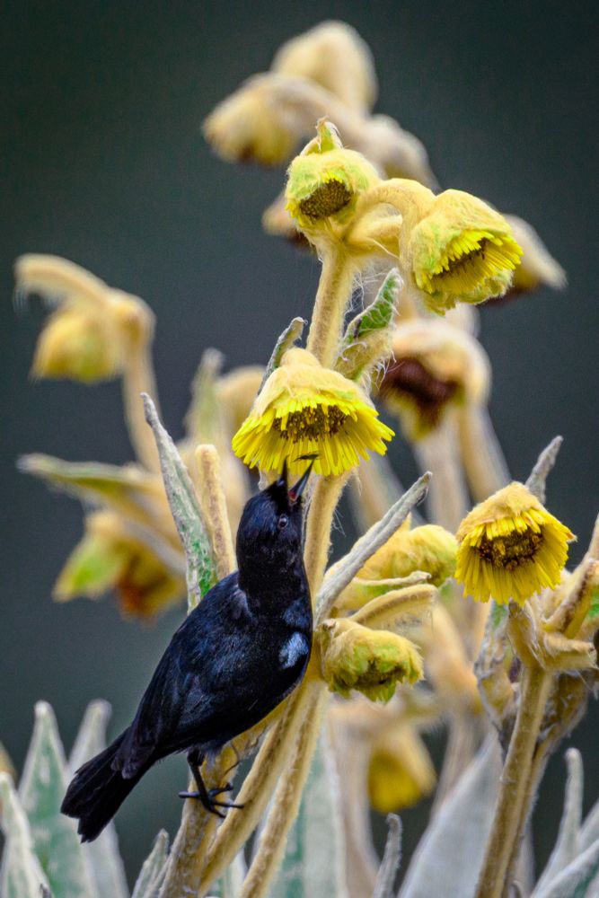 A Black Flowerpiercer stretches it’s neck up to search an insect from a natural bouquet of yellow flowers.