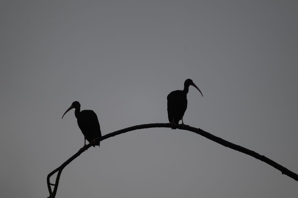A pair Bare-faced Ibis are silhouetted against a grey morning sky as they turn away from one another, perched on a curved branch. 