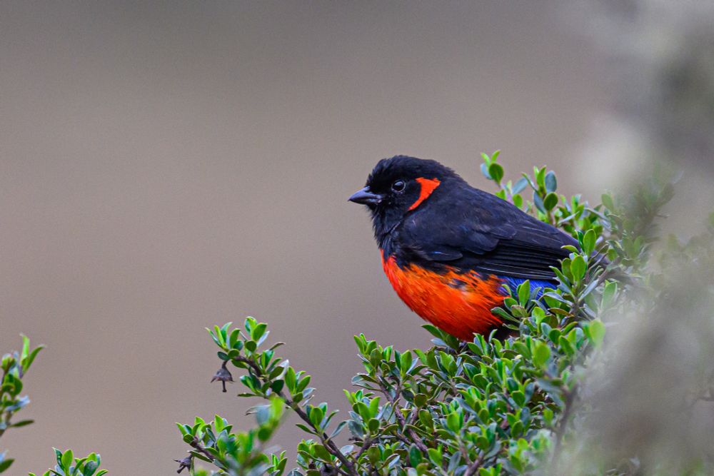 A Scarlet-bellied Mountain Tanager sits in profile in the green brush, showing off its red belly and head markings with streaks of blue flashing through. 