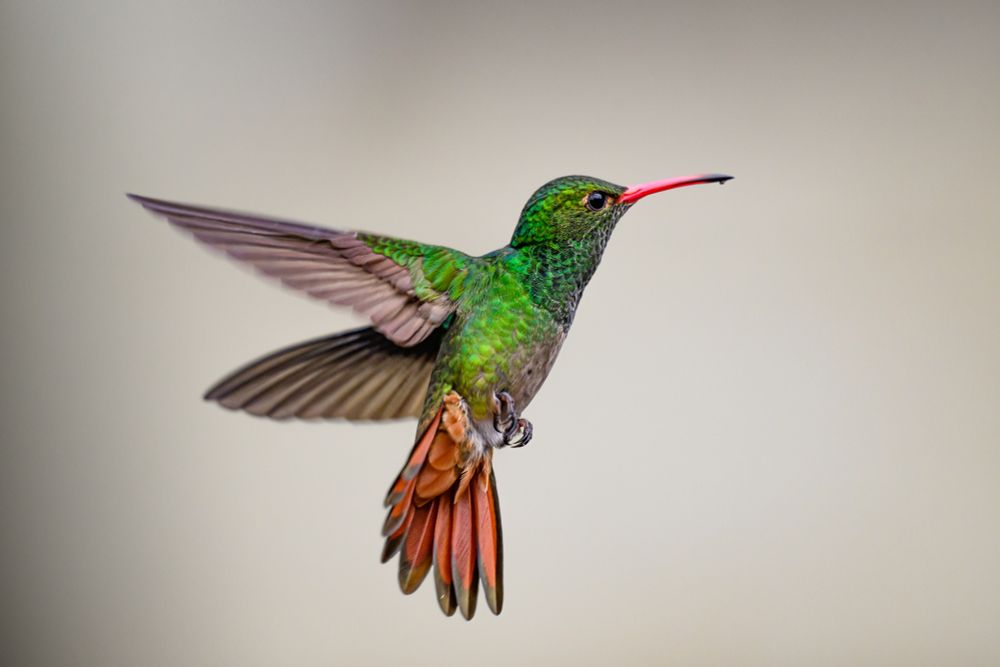 A rufous-tailed hummingbird is captured hovering in isolation against a neutral background, its green iridescence glowing, complimented by its bright orange beak and of course, its rufous tail. 