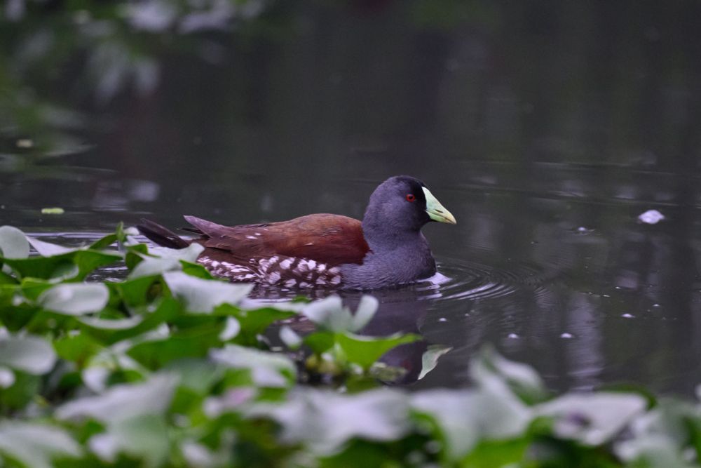 A Spot-flanked Gallinule, with its red eye, rusty back, and, you guessed it, spotted flanks, floats in a wetland among the lily pads. 