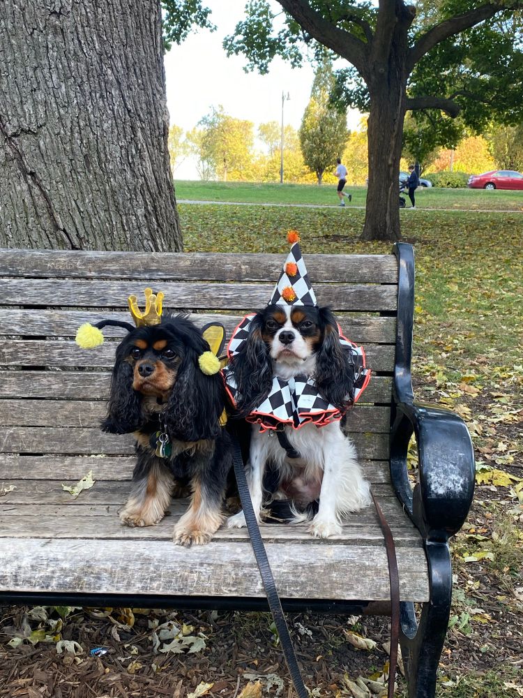 My photo of two Cavalier King Charles Spaniels dressed up for Halloween, as a bumble bee and a clown sitting on a bench in Lincoln Park. October 2024.