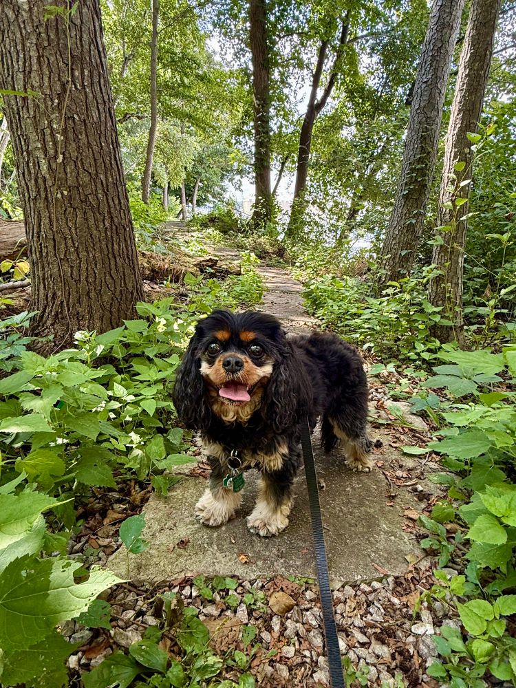 My photo of a black and tan Cavalier King Charles Spaniel on a wooded path in Wisconsin. 