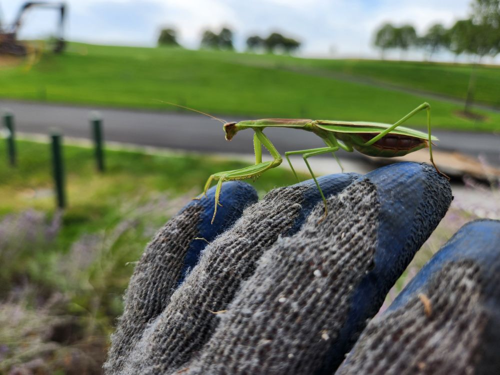 A different green praying mantis hanging out on my gloved hand