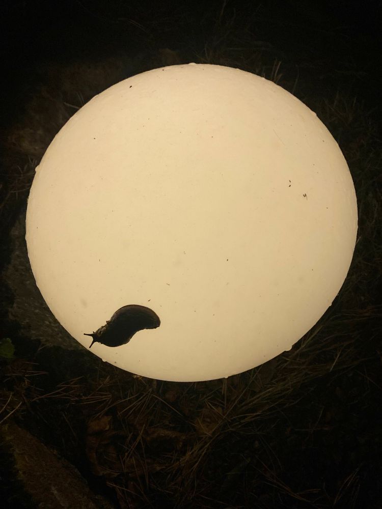 Bild von einer Gartenlampe im dunkeln. Alles ist schwarz im Hintergrund die Lampe sieht aus wie ein Vollmond unten links ist eine Nacktschnecke auf der Lampe lol. That‘s all folks