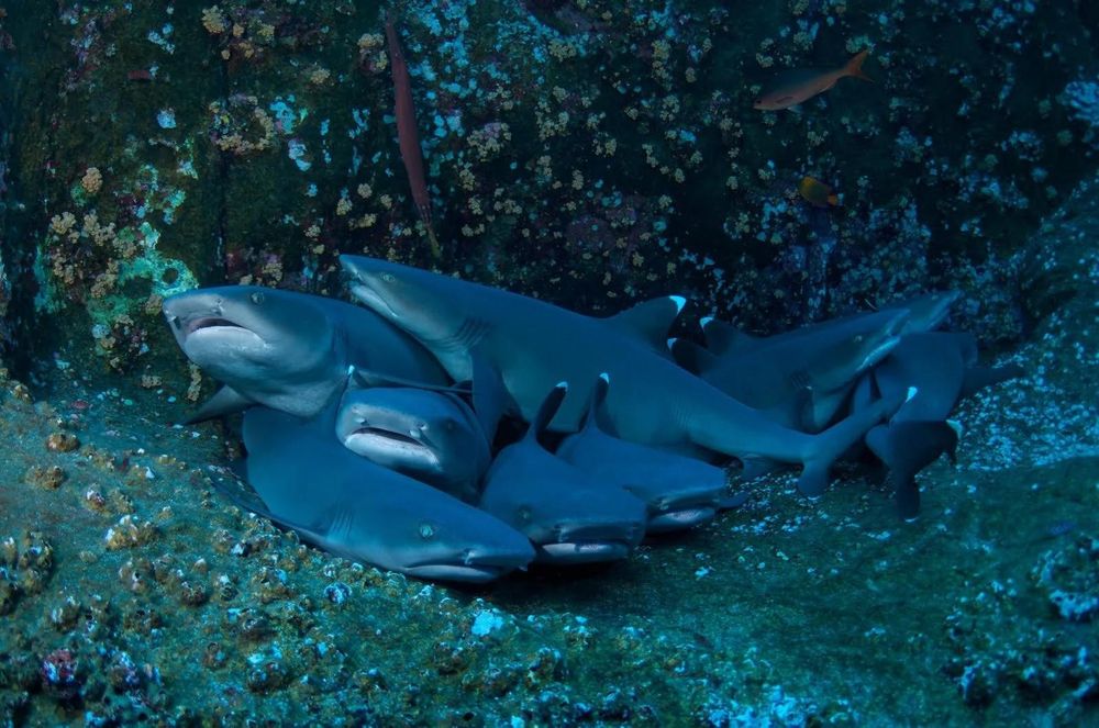 Group of nurse sharks cuddling together