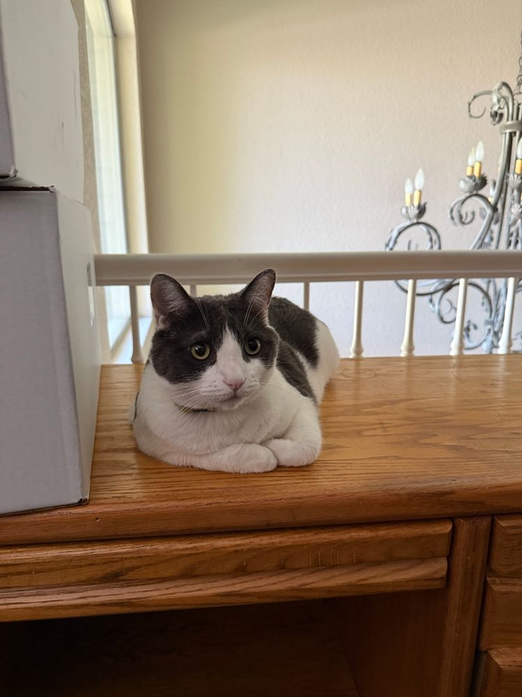 Michael, my overweight brain-damaged cat