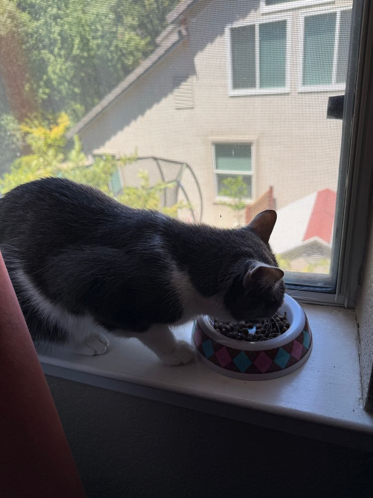 Billi eating dry food out of a bowl while sitting in a window