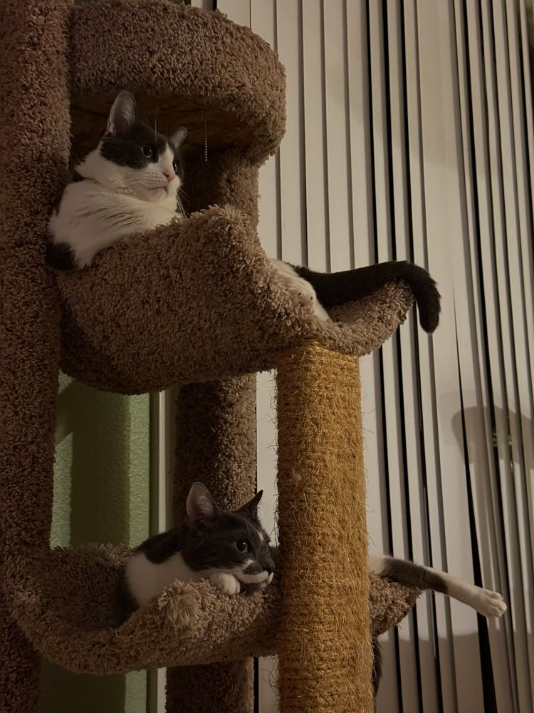 Michael on the third level of a cat tree and Billi on the level under him