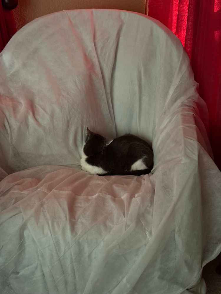 Billi, a grey and white cat, loafs with her face stuffed in a couch