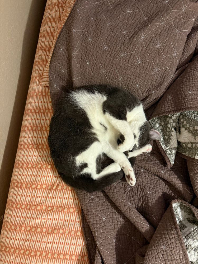 billi hitting the shrimp pose