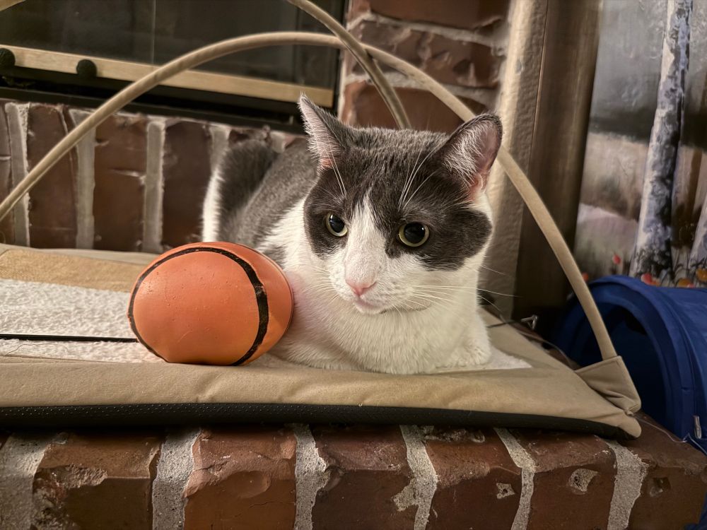 Michael, a white and grey cat with a pink nose, loafs (poorly) with a soft and small depiction of a basketball