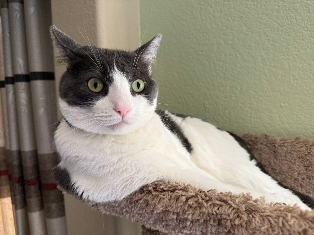 Michael in his cat tree looking like he's leaning on a bar counter