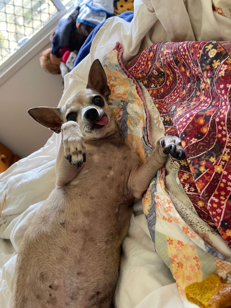 Pixie on bed hoping for a belly rub