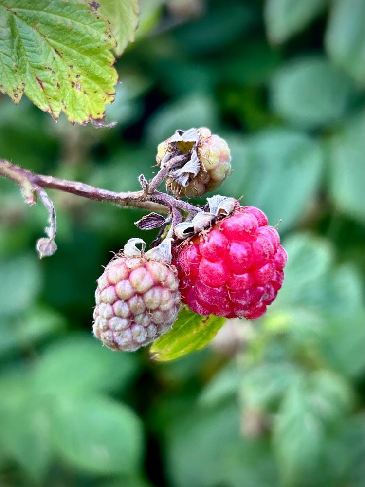 Raspberries on a branch. One is ripe. 