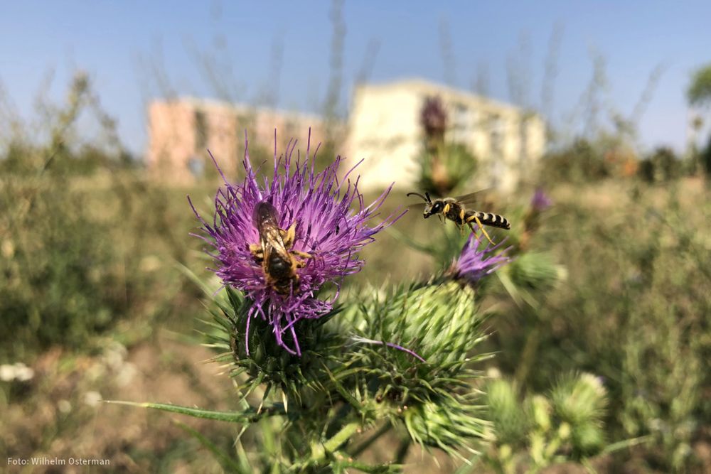 Zwei gelbbindige Furchenbienen auf einer blühenden Distel auf einer Brachfläche in Naumburg. In der Unschärfe im Hintergrund sind zwei Mehrfamilien-Wohnhäuser zu erkennen.