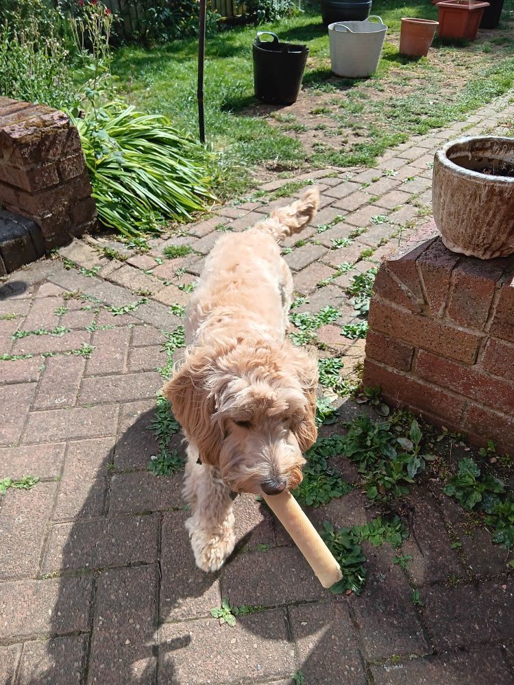 Cockapoo in the garden with her Yak chew.