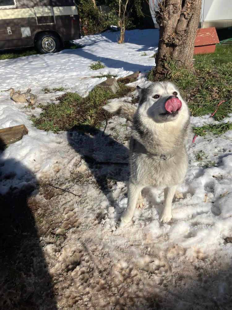 Husky in snow sticking tongue out