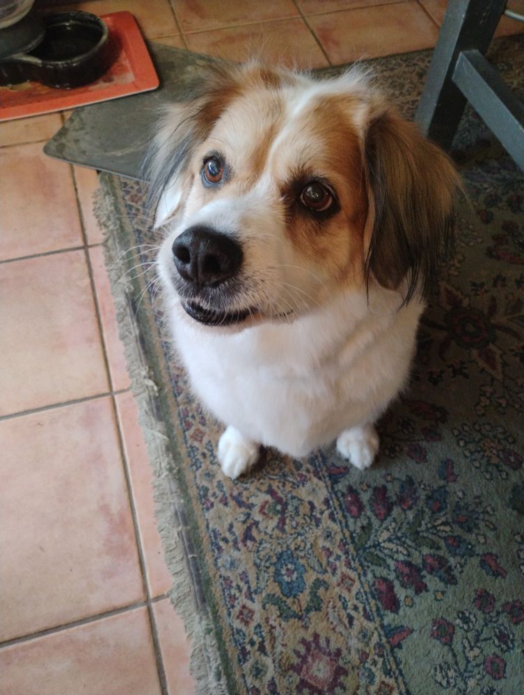 Norbert fresh from the groomers 