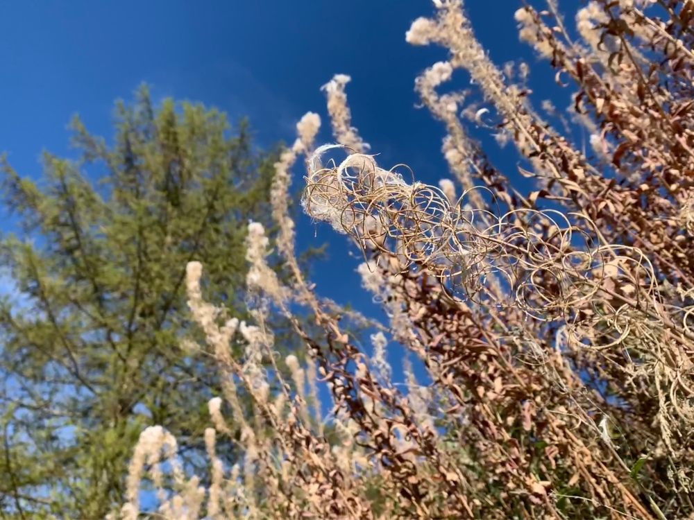 Hohe Pflanzen vor blauem Himmel. Ihr Samenstand hat weisse Löckchen wie Federn.