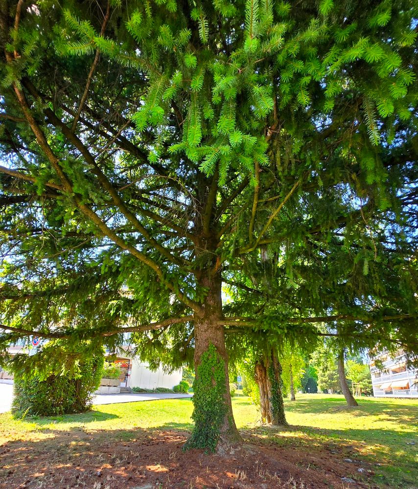 very large conifer
