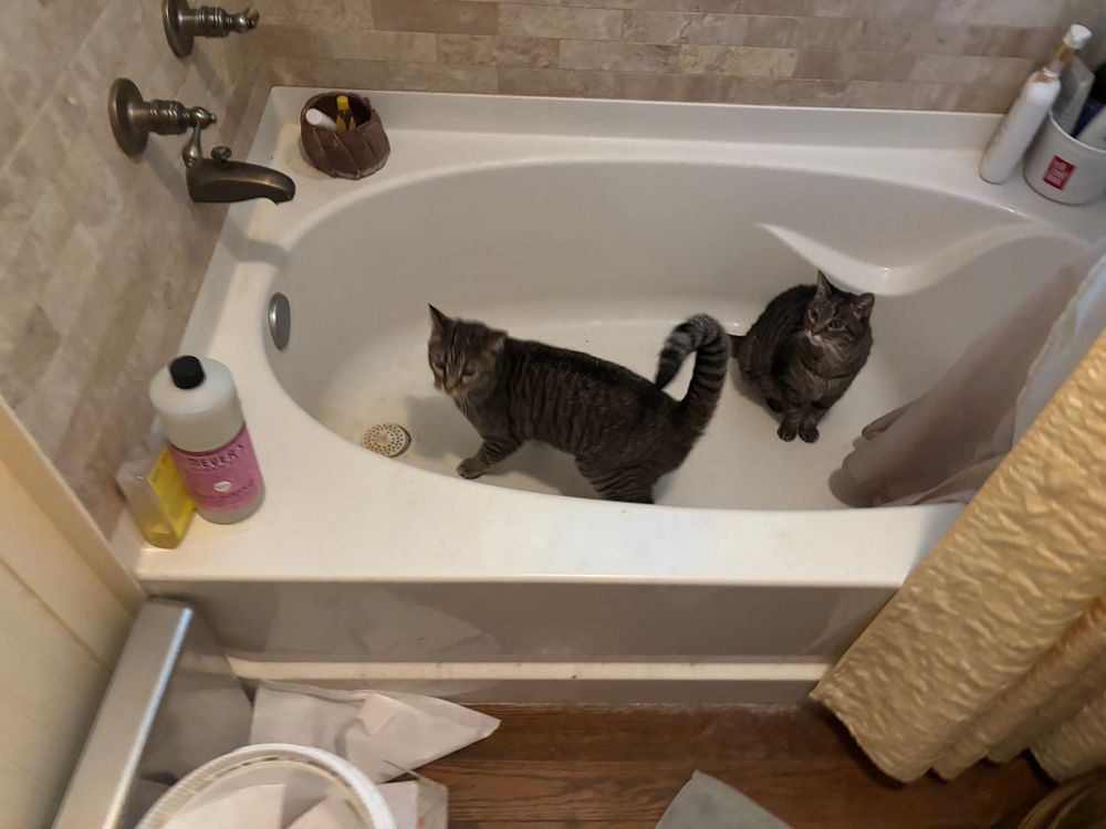 Two cats in a bath tub, one turning to leave.