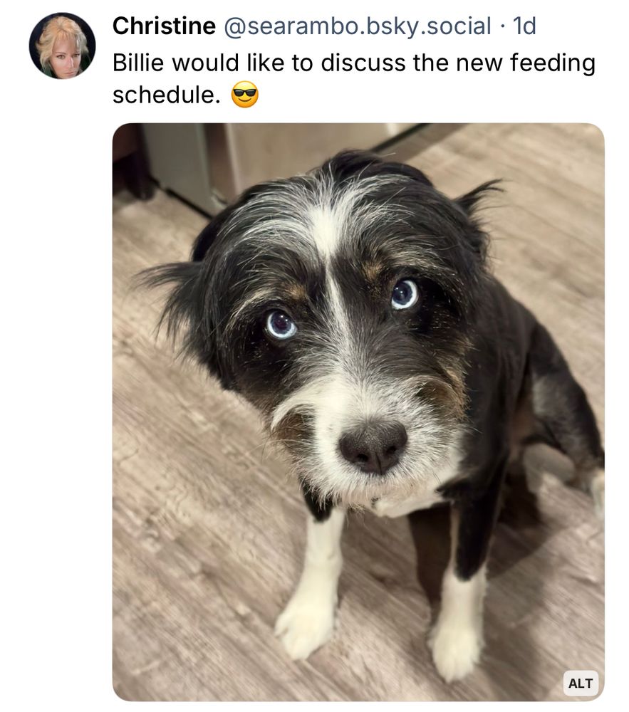 A post with an accusing dog and the tagline that the dog would like to discuss the feeding schedule.