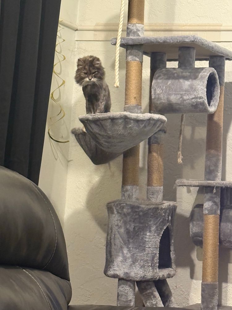 A grey dilute tortie standing up to get out of a bucket on a cat tree. 
