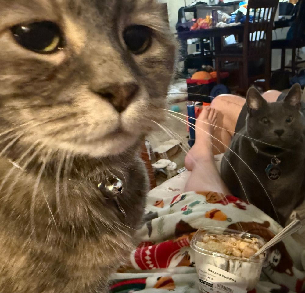 A grey tabby close up facing the camera on the left. On the right is a tub of banana pudding on a blanketed lap, with a solid grey cat sitting next to a white leg and staring at the camera. 