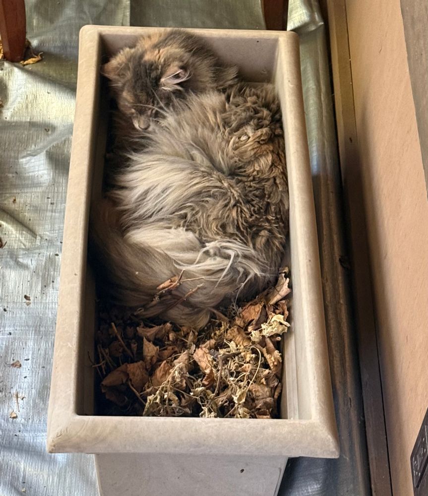 A grey dilute tortie laying on her side in an old planter. 