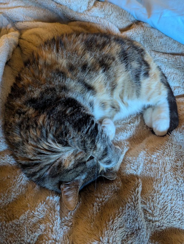 Orange, black, and white calico cat curled up on a tan blanket.