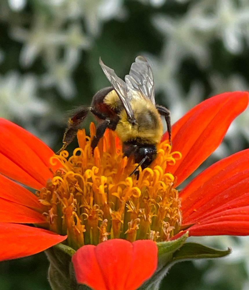 Close up of bumble bee gathering pollen atop a vivid orange Mexican sunflower 