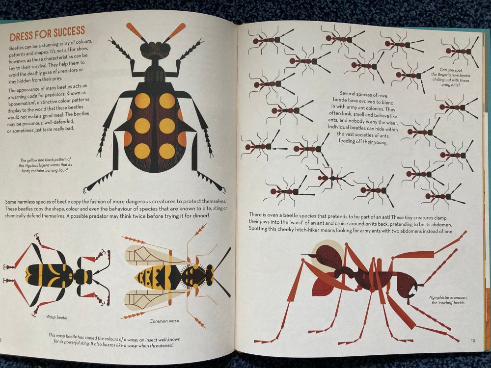Internal page from Bonkers About Beetles by Owen Davey