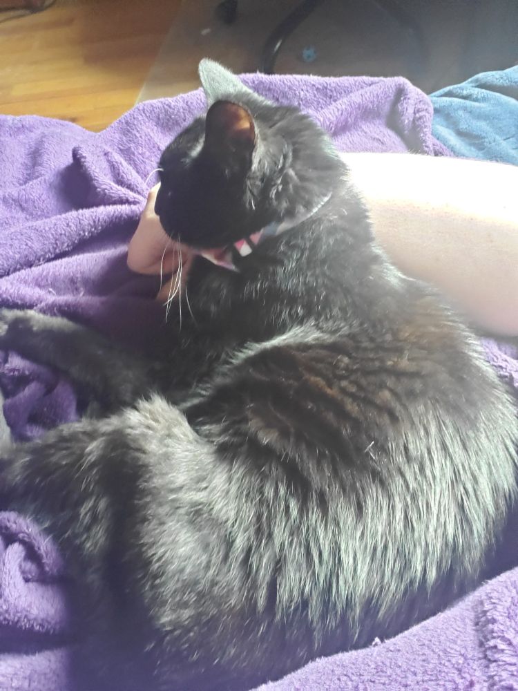 A black cat curled up sideways, snuggling an arm tightly 