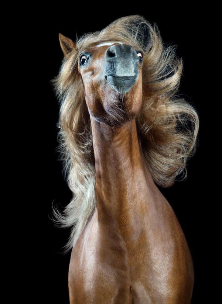 A horse facing the camera head on, head tossed back and mane looking like a L'Oreal commercial.