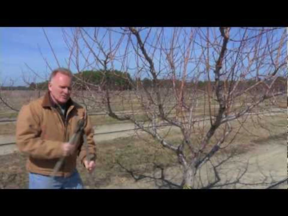 Pruning a Mature Peach Tree