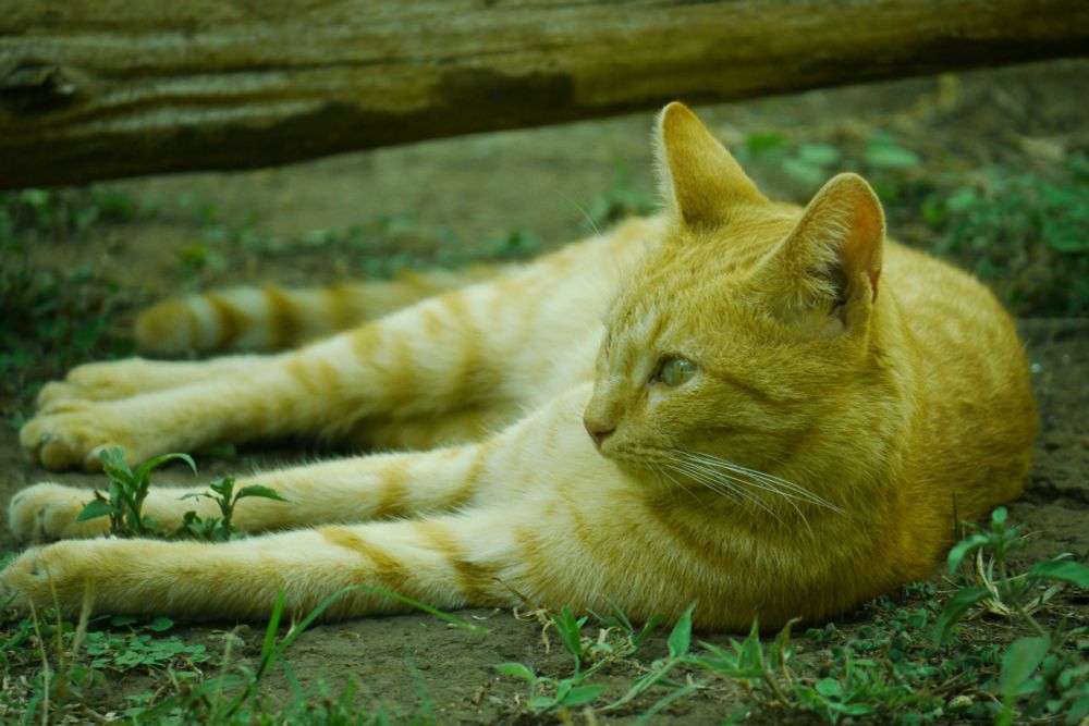 Eine orange Katze liegt im Gras