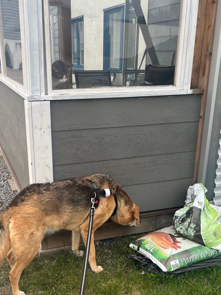 Sockan is looking for a cat. 