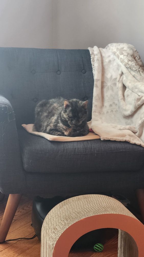 A tortoiseshell cat closes her eyes and tucks her paws under her. She's laying on a cat-safe heating pad atop a chair with scratched arms and patches (which she has also scratched)