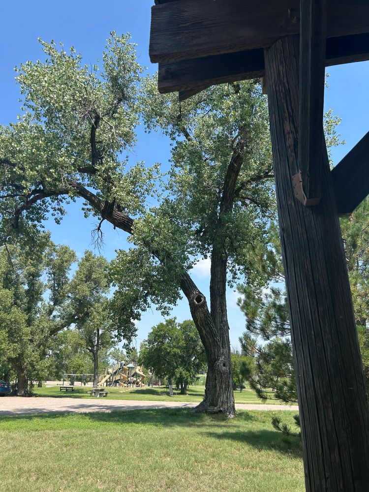 Photo from under a park canopy looking out at cottonwood trees and a picnic table and playground in the distance across a small park road.
